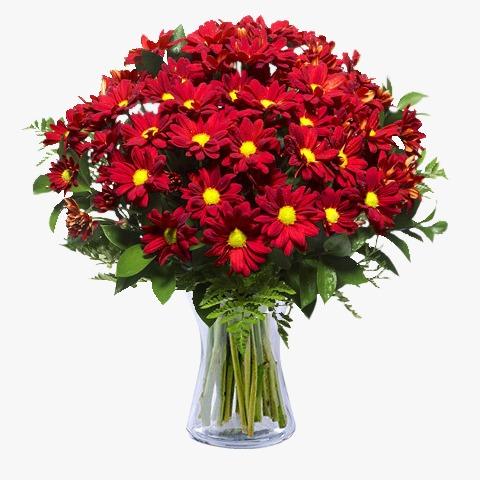 Red Chrysantimums product1233